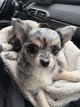Magnifique chiot Chihuahua mle merle