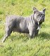 Bouledogue français