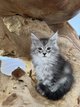 Chatons Maine Coon