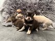 Magnifique chihuahua