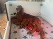 Setter Irlandais