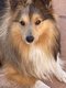 Berger Shetland saillie