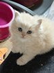 British longhair
