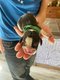 Magnifiques chiots Beagles