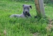 Whippet levrier