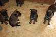 Chiots berger malinois pedigrée st hubert a...