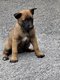Reste une femelle berger malinois a réserver
