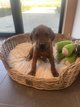 Très jolis chiots Rhodesian Ridgeback