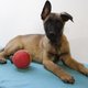 Très beaux chiots Malinois