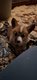 Welsh Corgi Pembroke