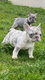 Bouledogue Franais