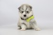 Pomsky  chiots, mix Husky Pomeranian