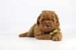Caniche nain, Caniche toy, elevage Belge