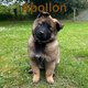 Chiot berger belge tervueren lof