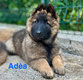 Chiot berger belge tervueren lof