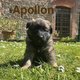 Chiot berger belge tervueren lof