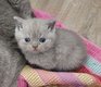 Magnifiques chatons british