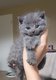 Magnifiques chatons british