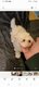 Petit bichon maltais