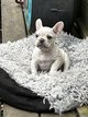 Chiot Bouledogue Français