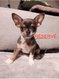 Chihuahuas mâles