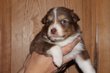 Chiots berger australien