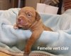Bébés Dogue de Bordeaux