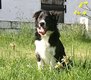 Adorable chiot male
