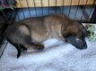 Reste 3 males Berger Malinois, charbonnés