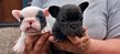 Bouledogue français
