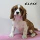 Adorables chiots Cavalier King Charles