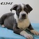 Robustes chiots American Bully