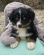 Magnifiques chiots aux yeux bleus