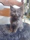 Maine coon bleu