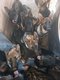Chiots berger allemand