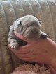 Shar-peï chiots