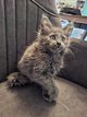 Châtons magnifiques Maine Coon à acquérir