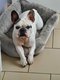 Magnifique bouledogue francais femelle