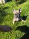 4magnifiques bouledogue francais