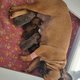 4magnifiques bouledogue francais