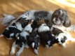 Magnifiques chiots Shih Tzu