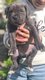 Chiots Cane corso
