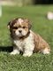 Lhasa apso chiots