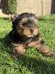 Yorkshire terrier chiots
