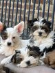 Biewer York chiots