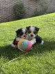 Biewer York chiots