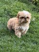 Shih tzu chiots