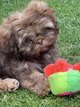 Shih tzu chiots