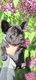 Adorables chiots Bouledogue Franais - Disponible
