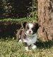 Sublime femelle chihuahua poils longs